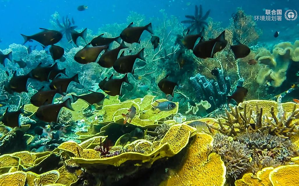 [图]【世界环境日】面对人类历史上最大规模的生物多样性丧失，我们需要立即采取行动！