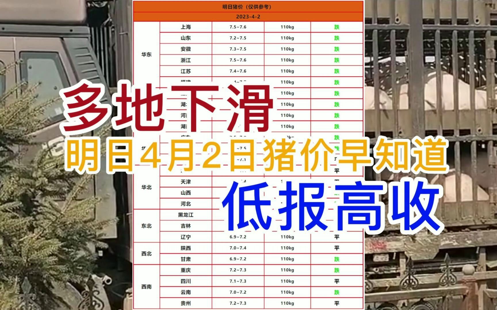 明日4月2日全国猪价早知道!猪价多地下滑 低报高收#猪价最新行情 #养猪人 #自繁自养 #三农养猪#猪价行情 #明日猪价 #生猪价格 #生猪 #猪价早知道 #哔...