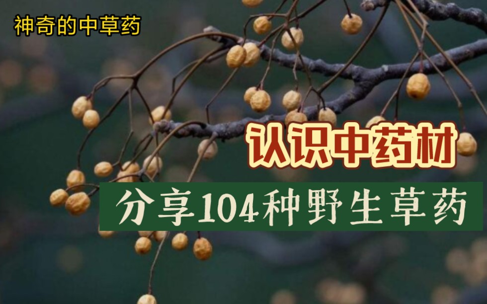 [图]【认识中药材】分享104种中草药植物。