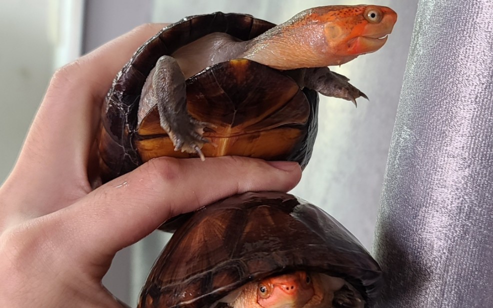 【红面蛋龟】红脸黑脸大花脸