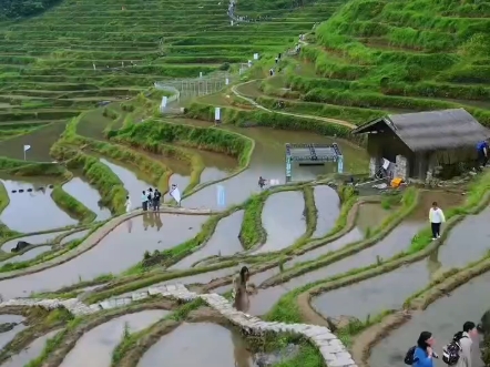 插秧是什么体验,带你现场感受!