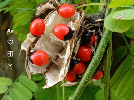 鸡骨草果实图片