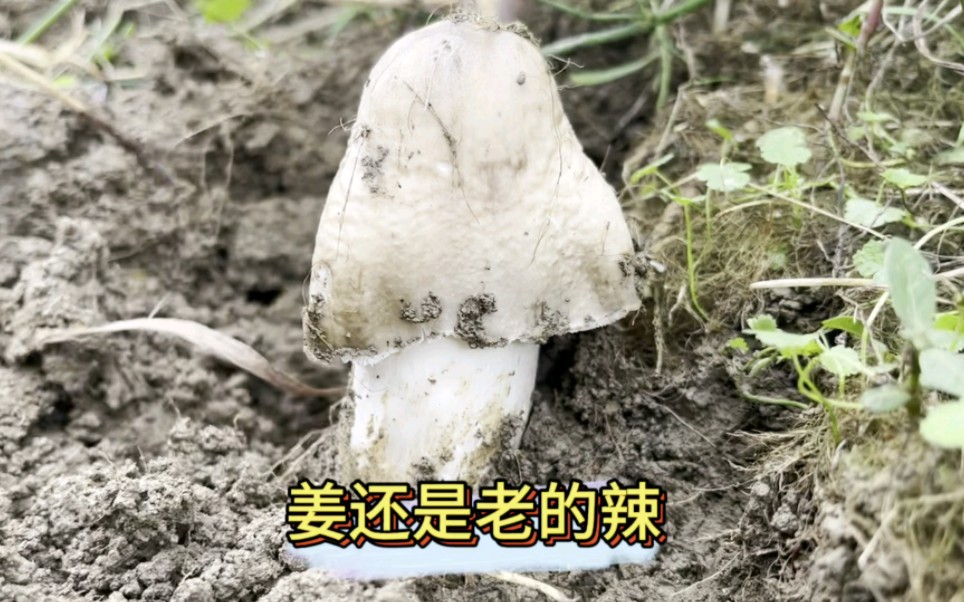 发现了一朵稀有的极品白帽大鸡枞,我居然没尝到什么味…#鸡枞#野生鸡枞菌#捡菌子-酒窝重阳-酒窝重阳-哔哩哔哩视频
