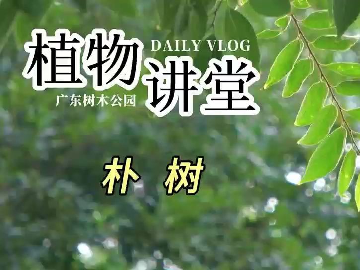 植物讲堂|朴树 花开时受到蜂围蝶舞的“大明星”哔哩哔哩bilibili