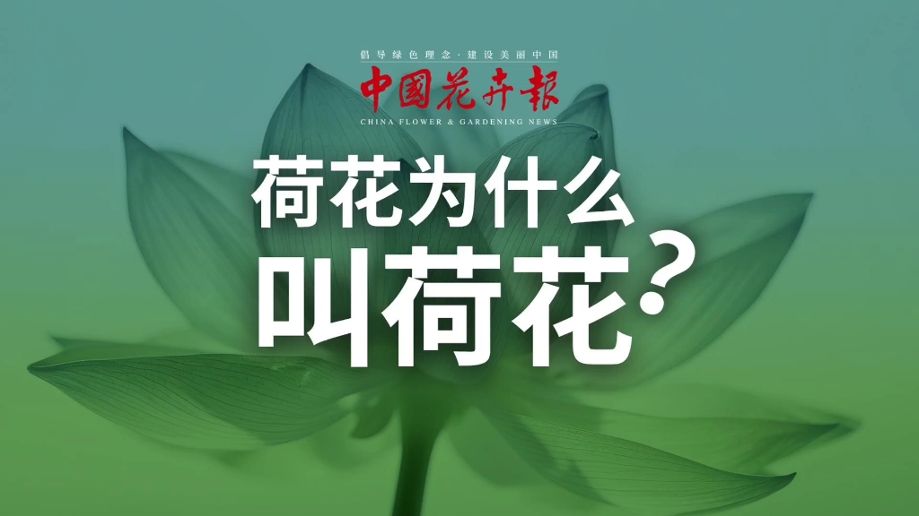 [图]荷花为什么叫荷花？#荷花名字#荷字演变