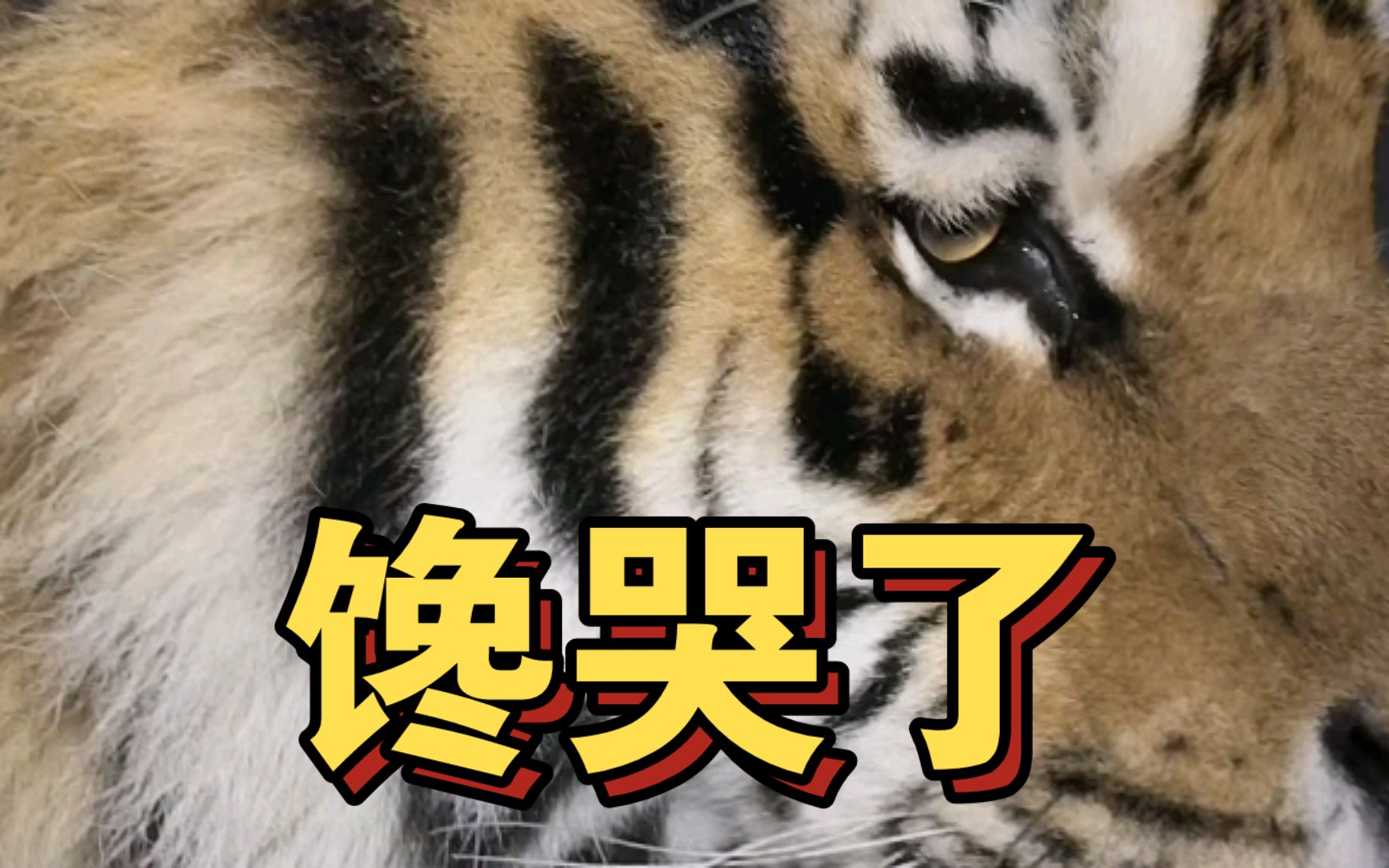 老虎晚上在雪地里吃肉,把旁边的虎馋哭了