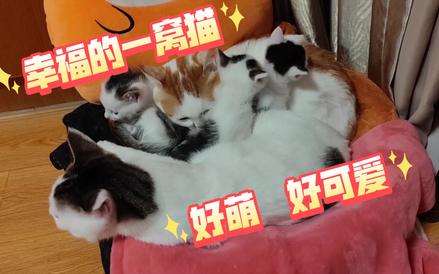 猫爸是个爱老婆,爱宝宝的奶爸.子孙满堂,其乐融融,全网最幸福的猫一家