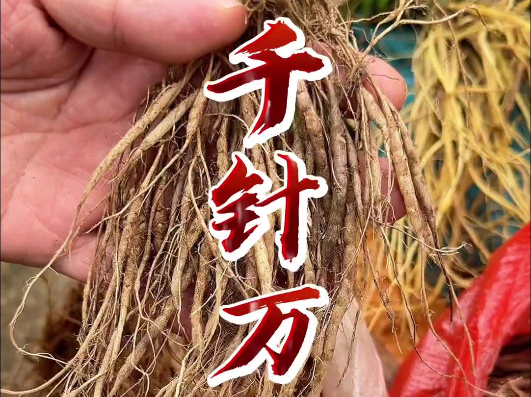 《街(gai)子学做菜-第171天》 千针万线草,煮排骨是香甜的味道,作用大