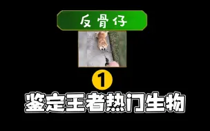 Download Video: 所以到底如何才能驯服一身反骨的犟种队友嘞？