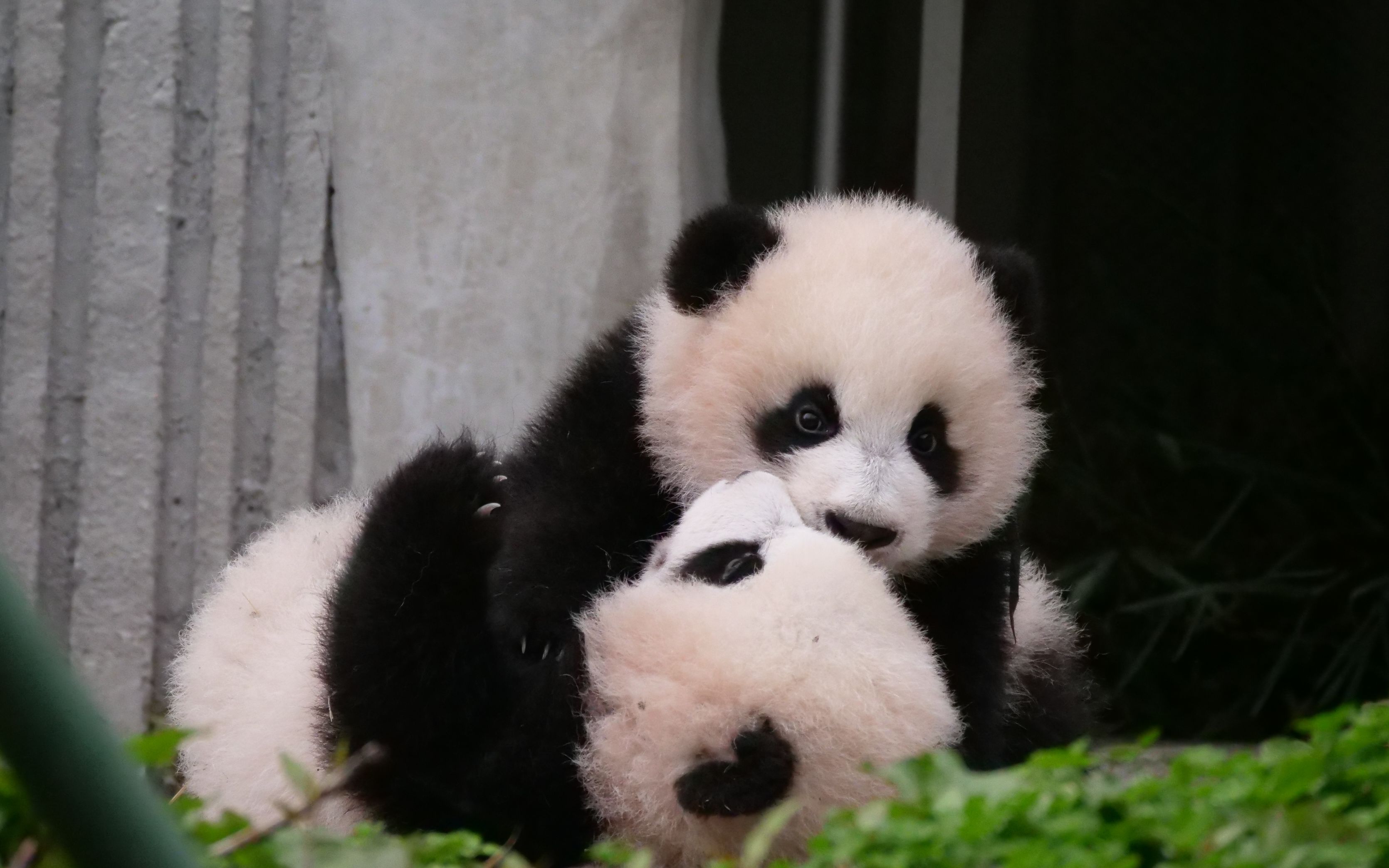 大熊猫大白兔和她的儿女们