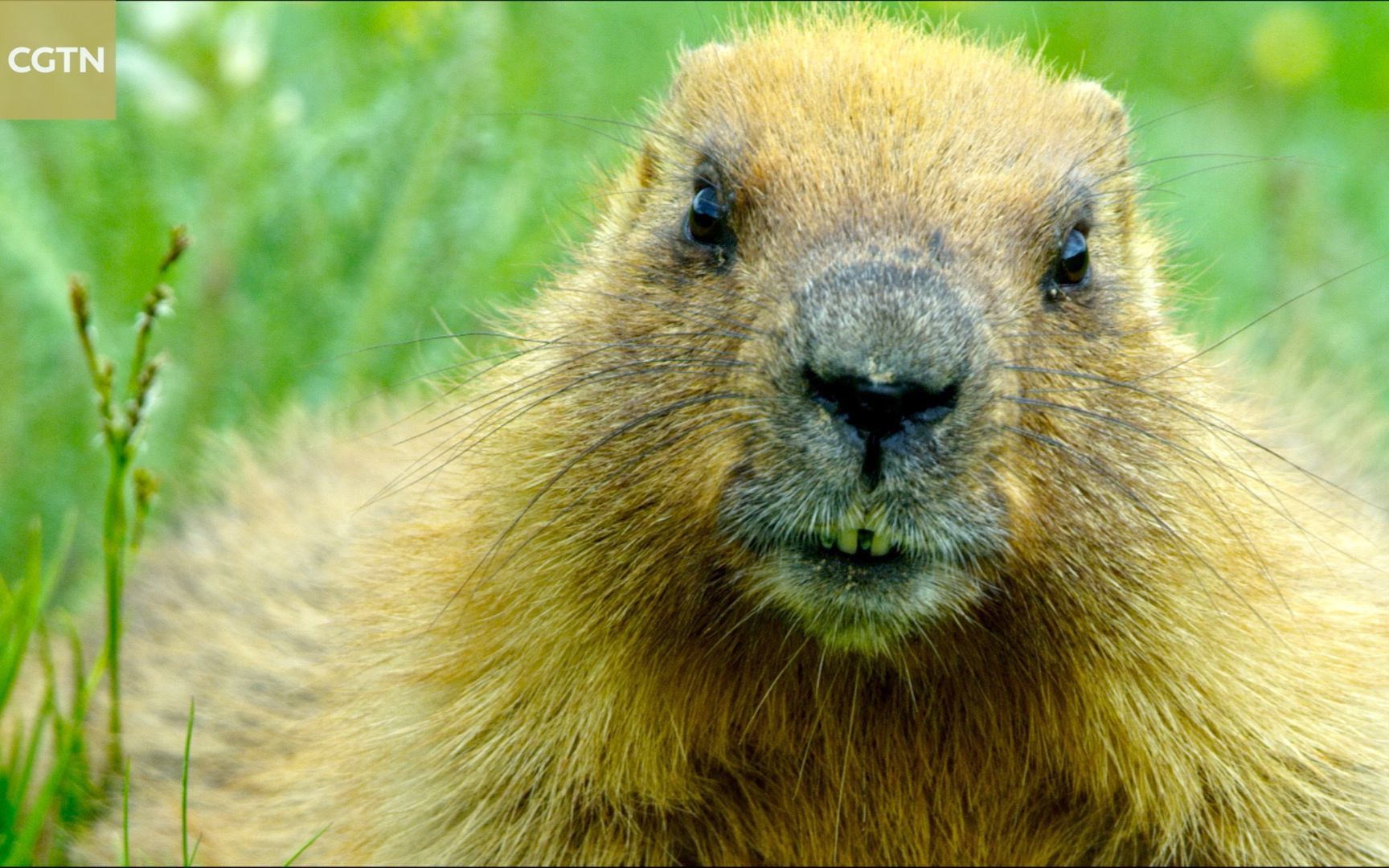 是道德的沦丧还是獭性的扭曲?(英文版)