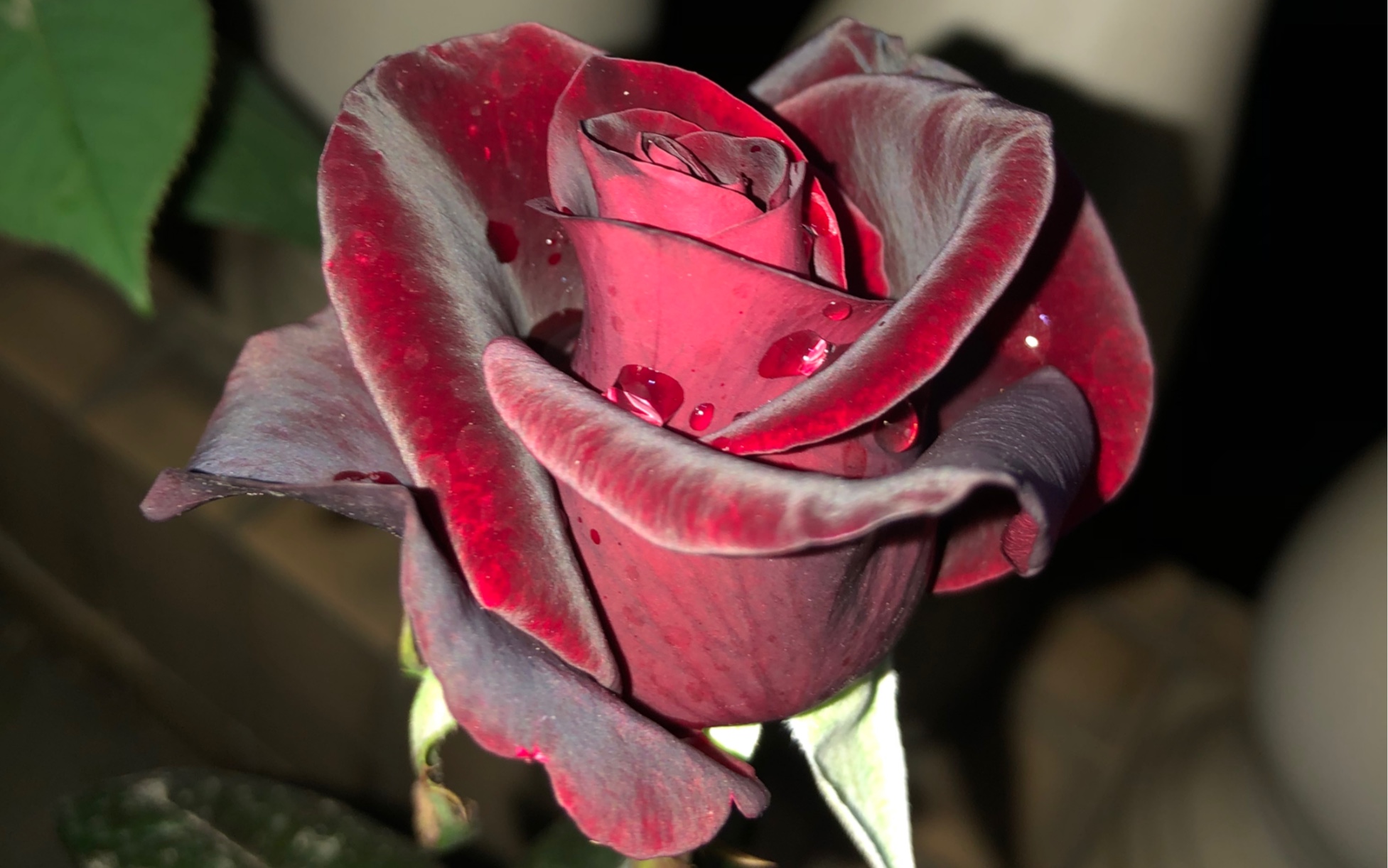 深冬暗夜精灵的红唇亲吻在花瓣上被黑魔术月季美哭了卡农演绎着它的艳