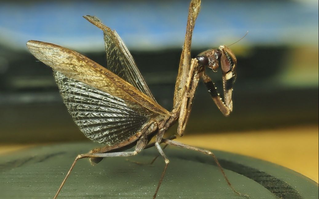 [liam] 棕静螳标本_哔哩哔哩_bilibili