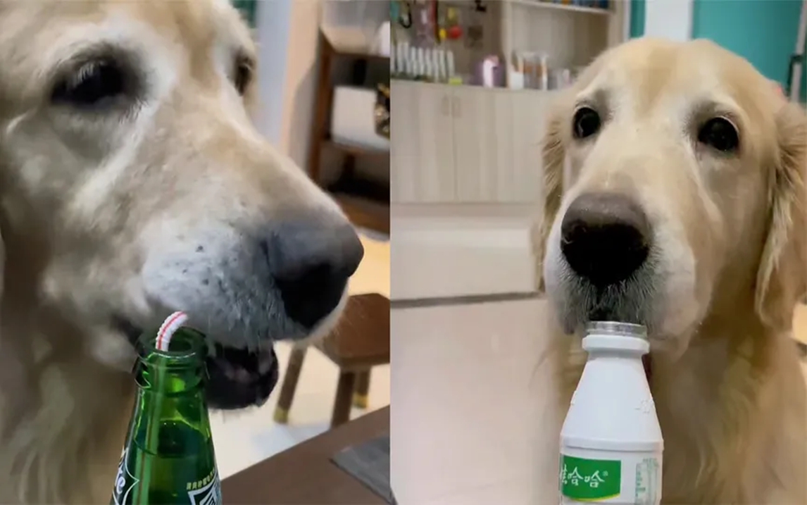 狗狗扮成饮料的图片图片