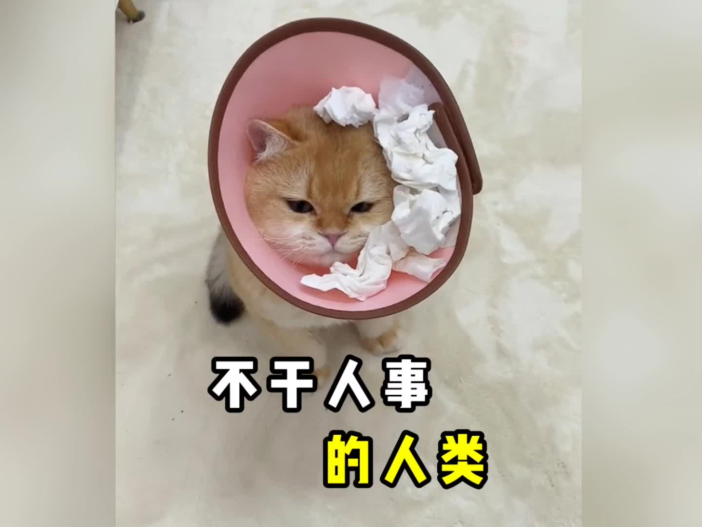 盘点那些不干人事的老六,生而为人从不当人,真的是老六