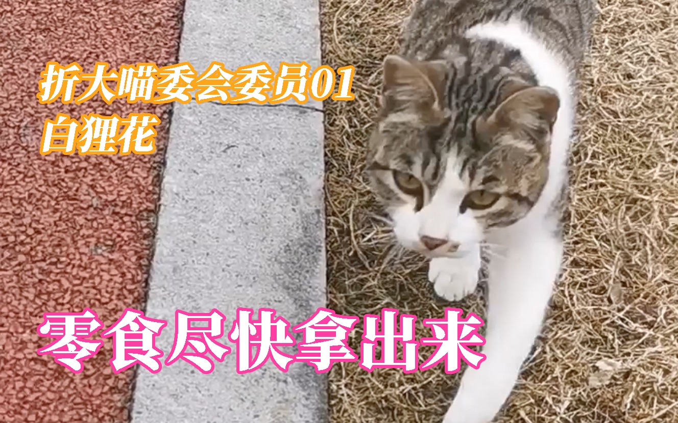 浙大校园猫 | 狸花猫看到零食竟做出这种事!哔哩哔哩bilibili