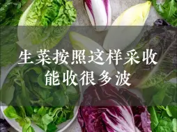 Download Video: 生菜按照这样采收🥬能收很多波