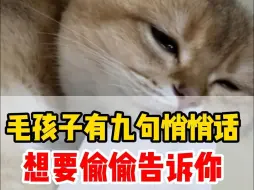 Download Video: 猫咪有九句话想和你说