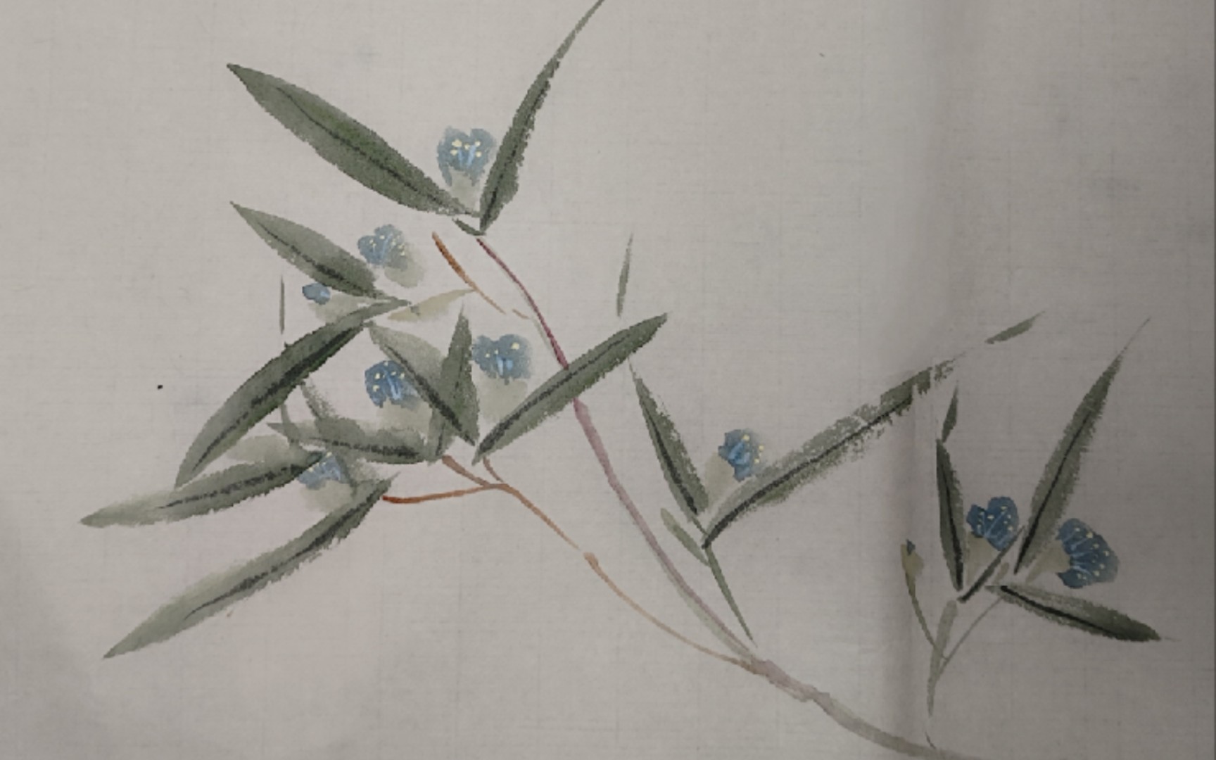 【国画】鸭跖草