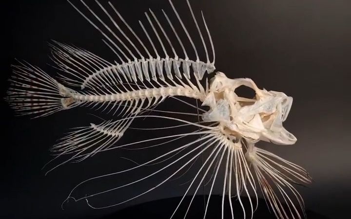 動物骨骼-魚類-duyngskeleton作品-蓑鮋