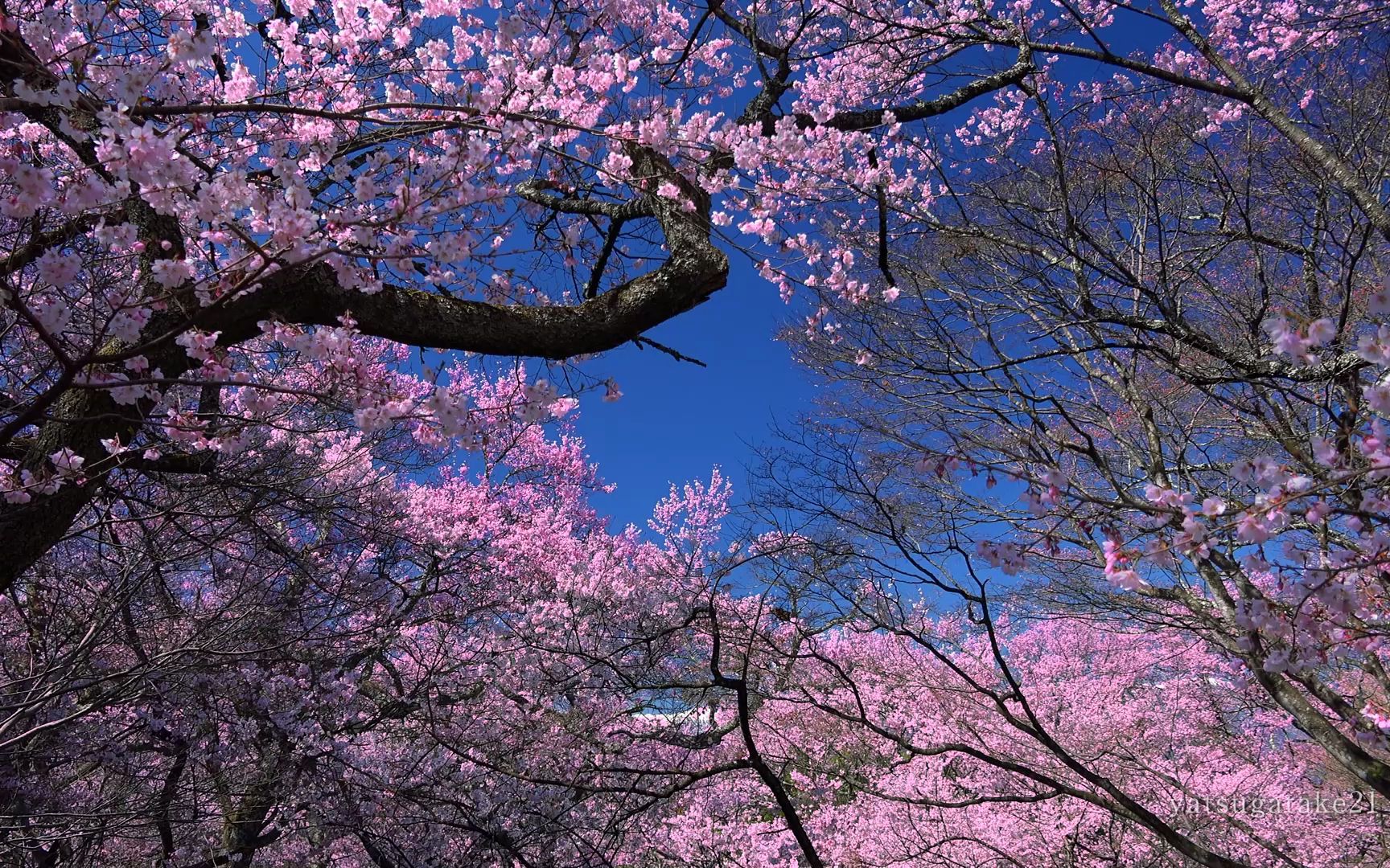 4k 樱花绝景 高远樱花祭Ⅱ 日本三大樱 信州伊那天下第一の樱』高远城