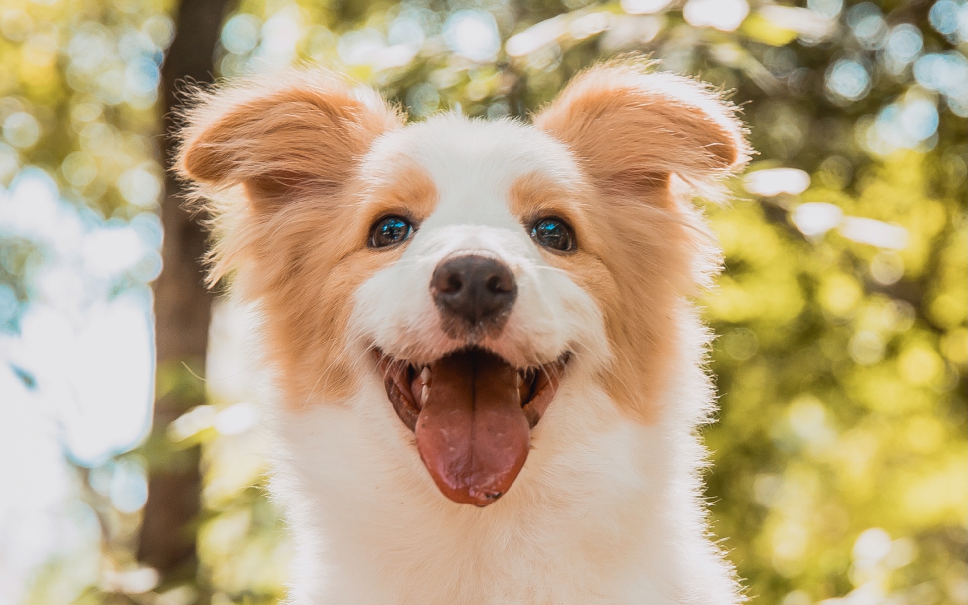 边牧团子四个月写真照摄影师很棒照片很好看千万不要降画质啊坐等狗子