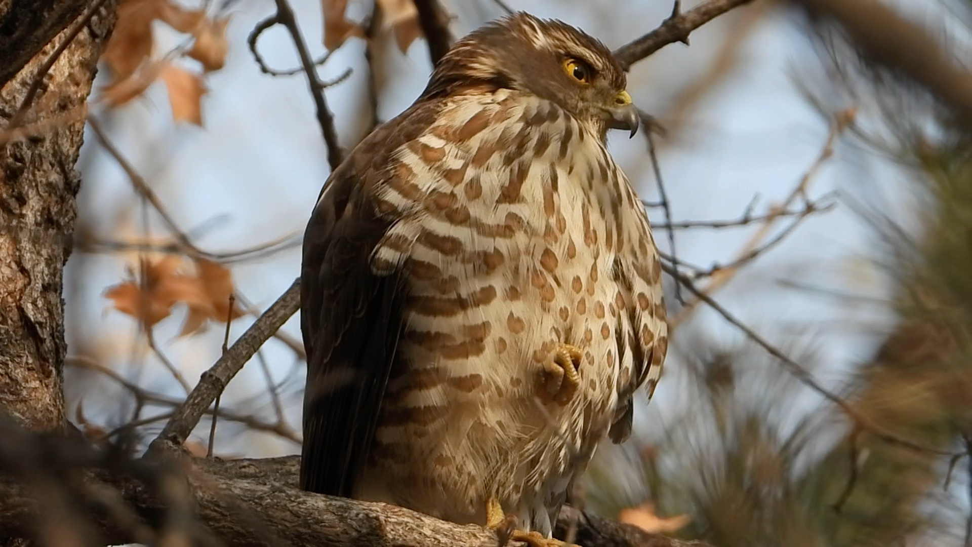 我老公在奥森拍到了日本松雀鹰.亲爱的好幸运,慕了