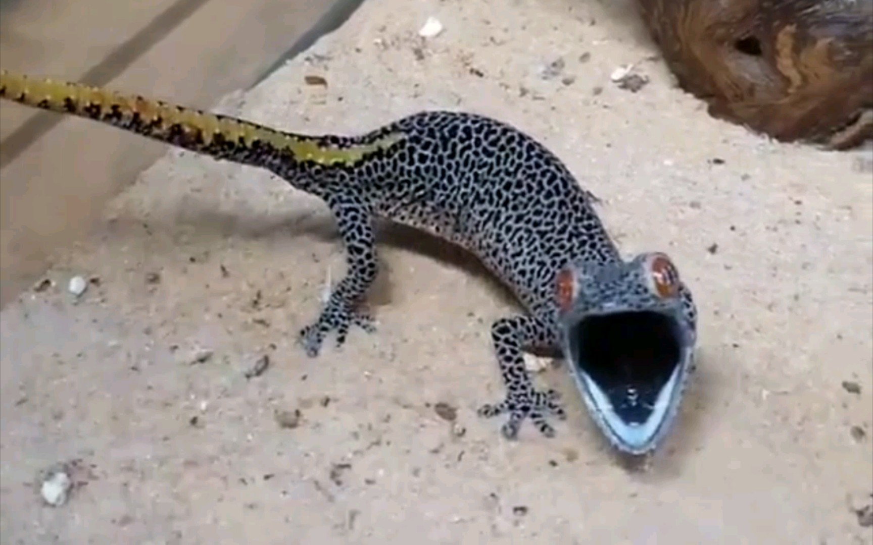 【金尾守宫】自我保护意识很强