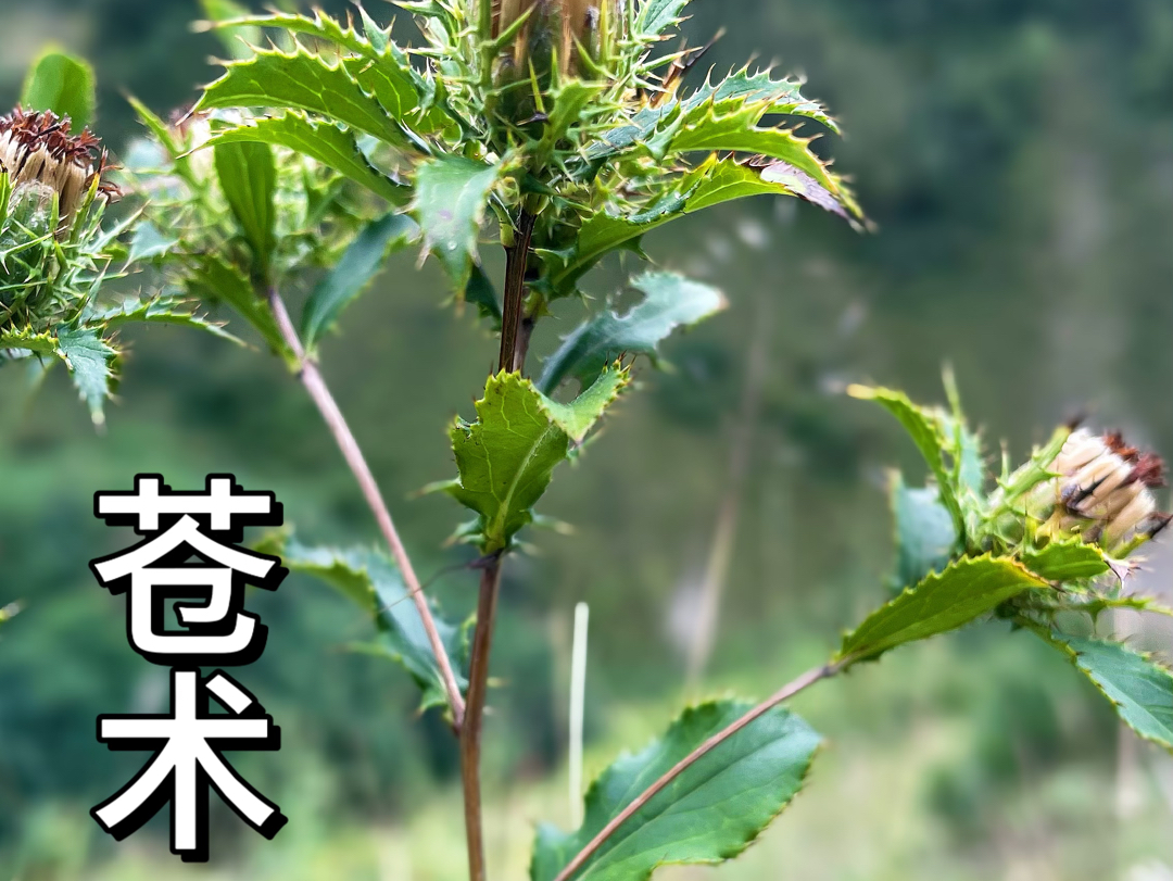 苍术,气味雄厚,较白术愈猛