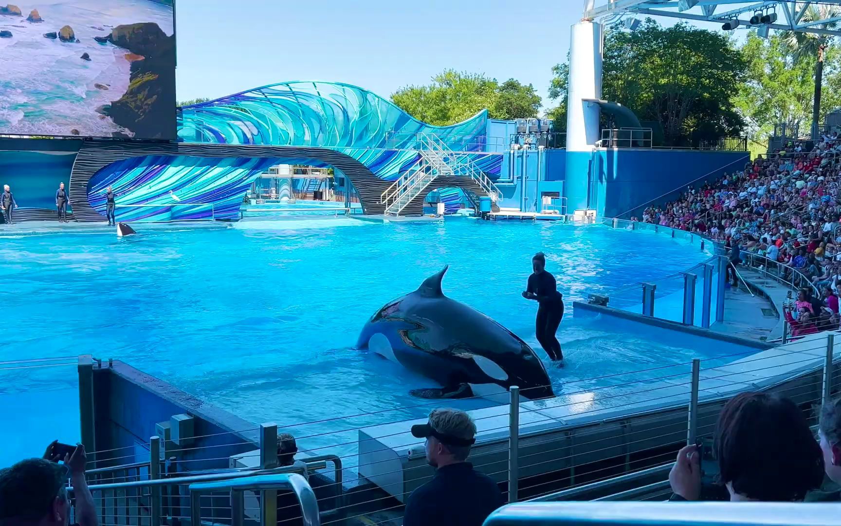 美国佛州 奥兰多市 海洋主题公园 虎鲸秀 2022夏