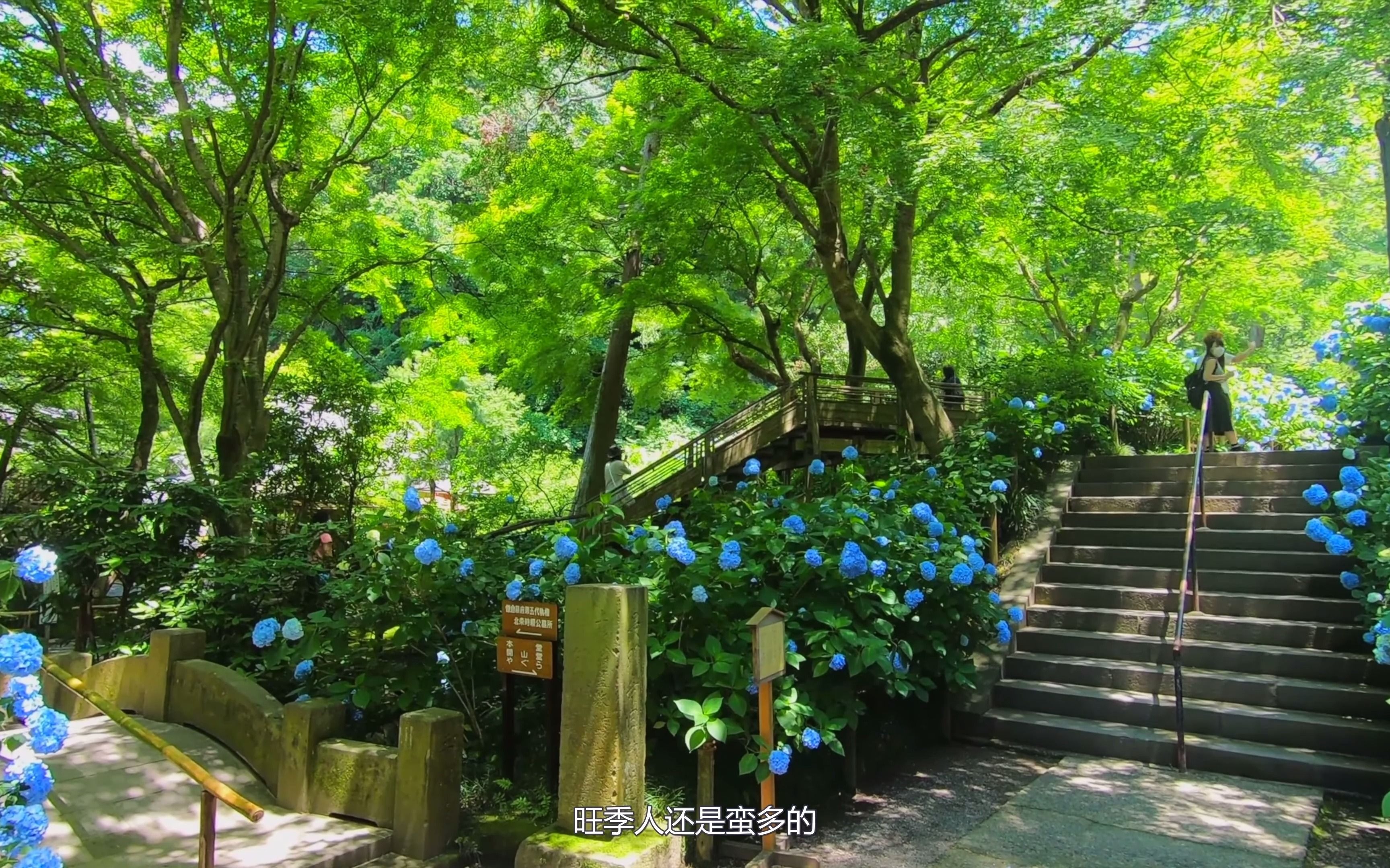 镰仓明月院紫阳花