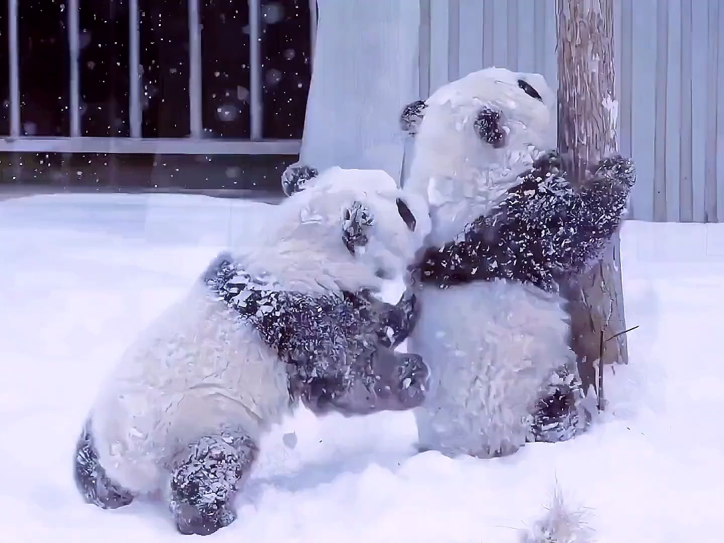 国宝大熊猫玩雪图片