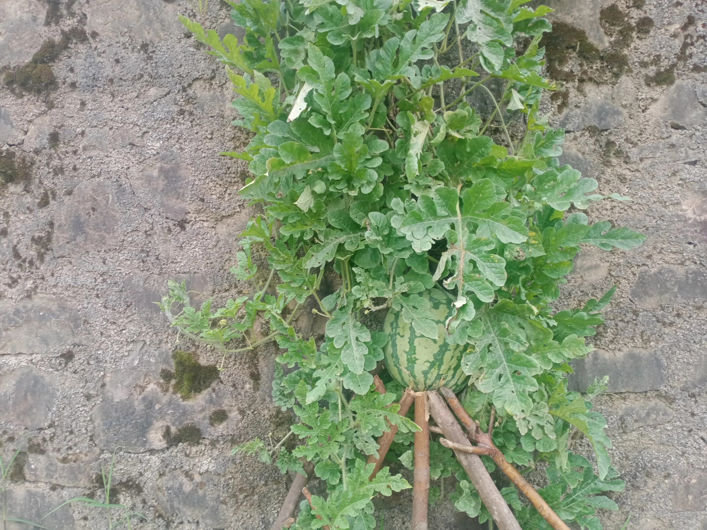 农村自己家种的西瓜觉得很好明年继续种西瓜夏天热的时候吃人生只是一场体验一场修行修的是心修的不是身