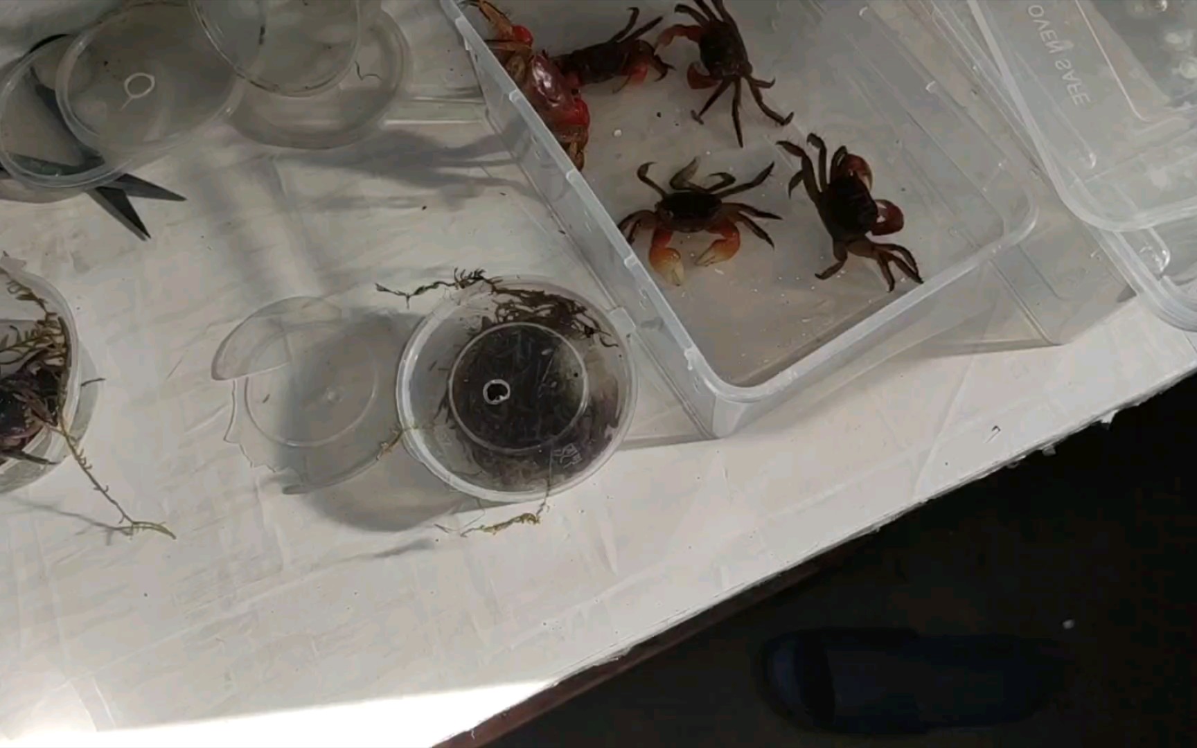 中型仿相手蟹,中华束腰蟹开箱