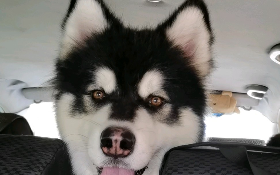 班戈:据说大家都夸我新发型很好看,再发一段,出发