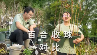 Скачать видео: 百合养球大揭秘，哪个系列球最大？