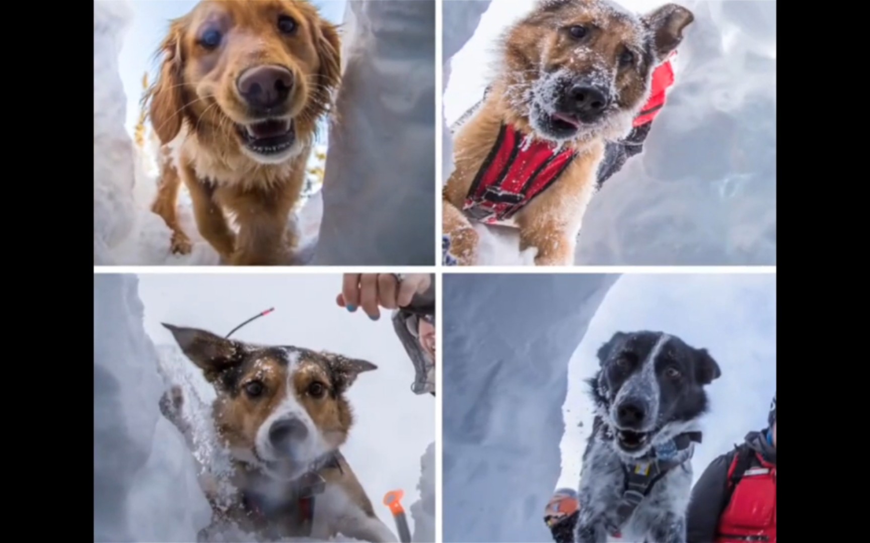 搜救犬在训练中找到人类的表情,都是充满了光芒