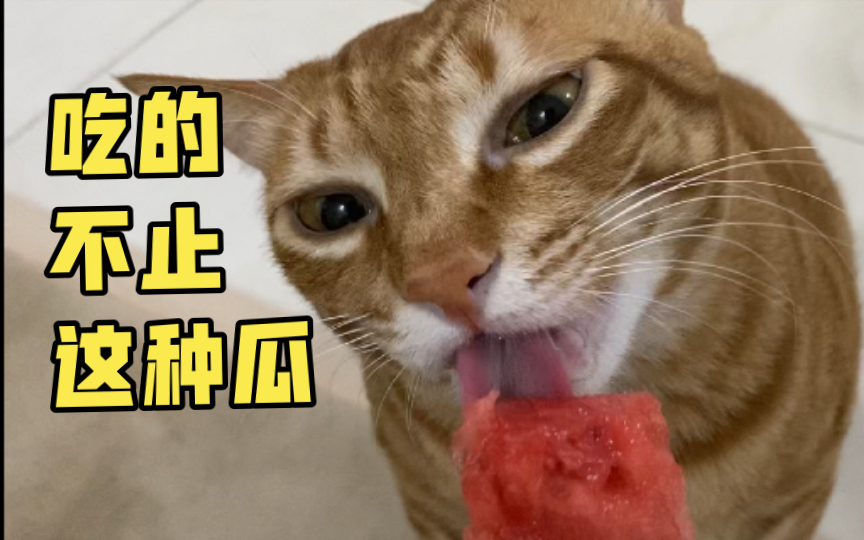 猫:"下辈子,我要做瓜田里的猹!