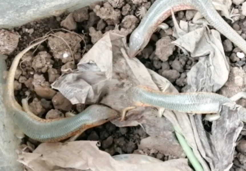 中华石龙子养胖了