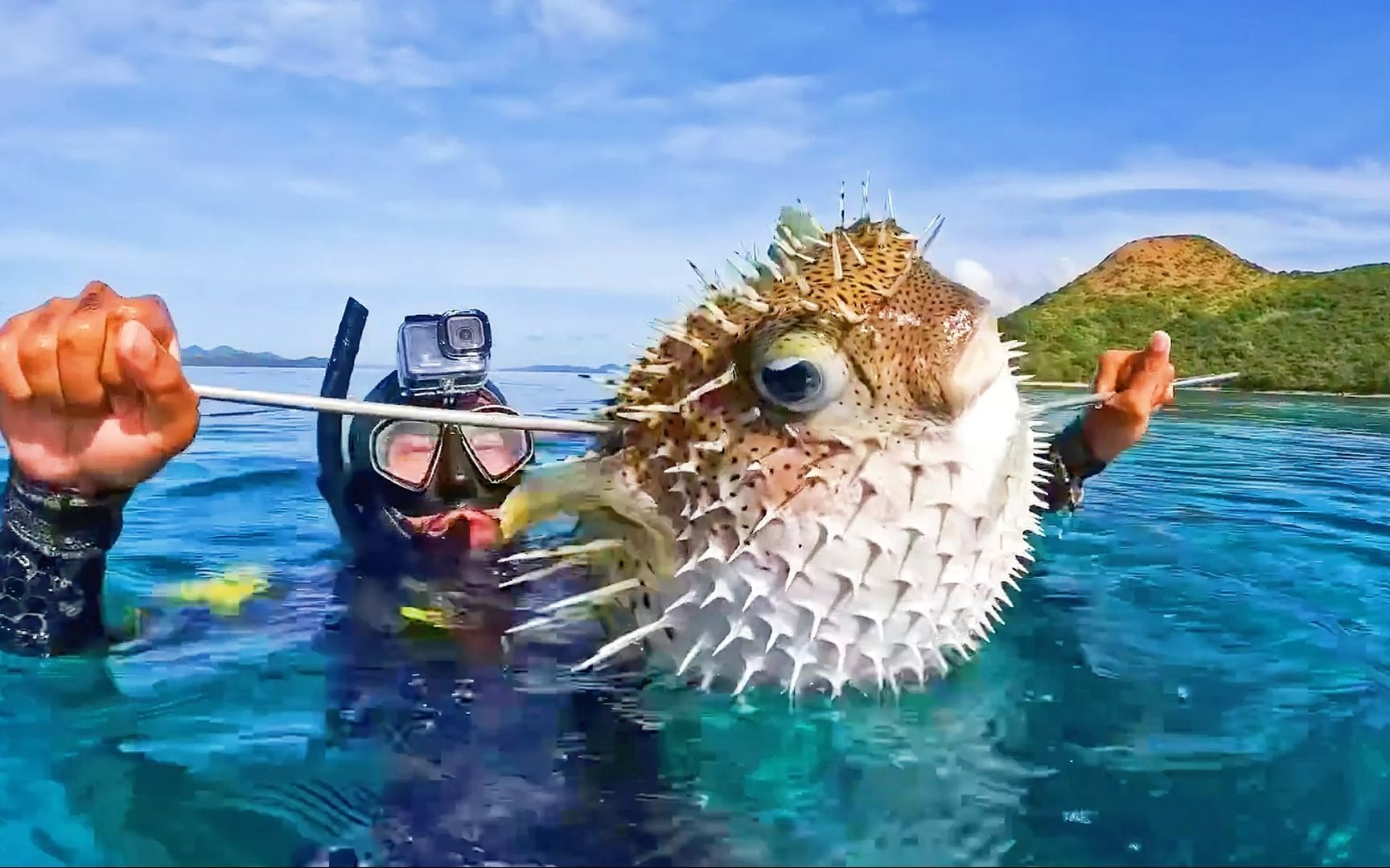 赶海捕捉极品大墨鱼,更是有着足球大小的河豚鱼,鱼获满满!