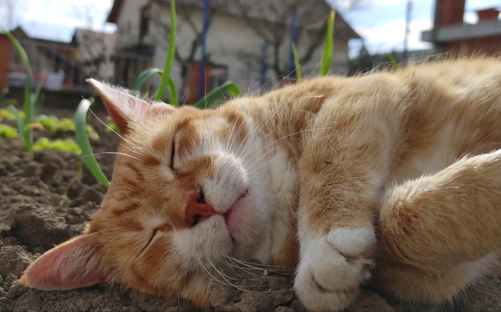 [图]【白噪音/环境音】1小时 夏天的橘猫 午睡氛围声