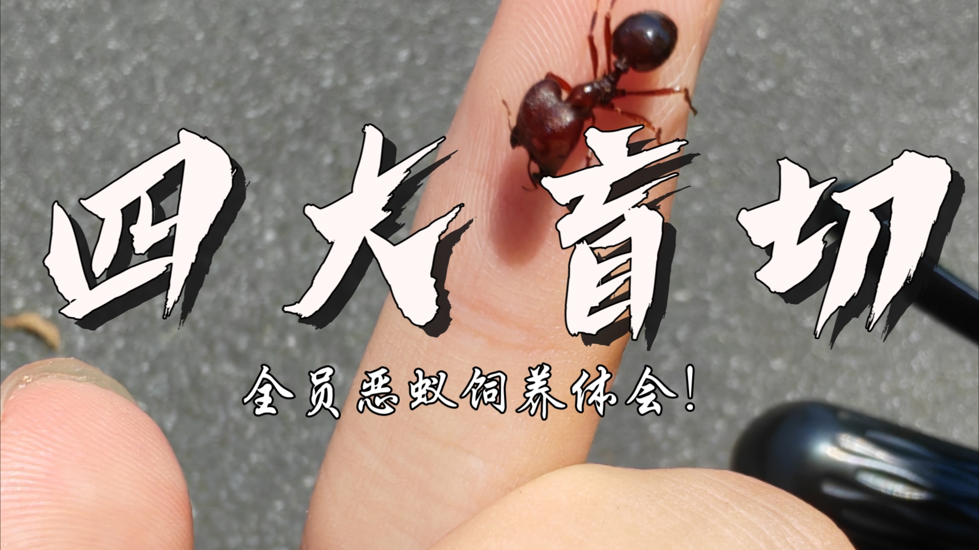 前进!四种大型盲切叶蚁的饲养体会!(全异,粗纹,近缘,黑沟)