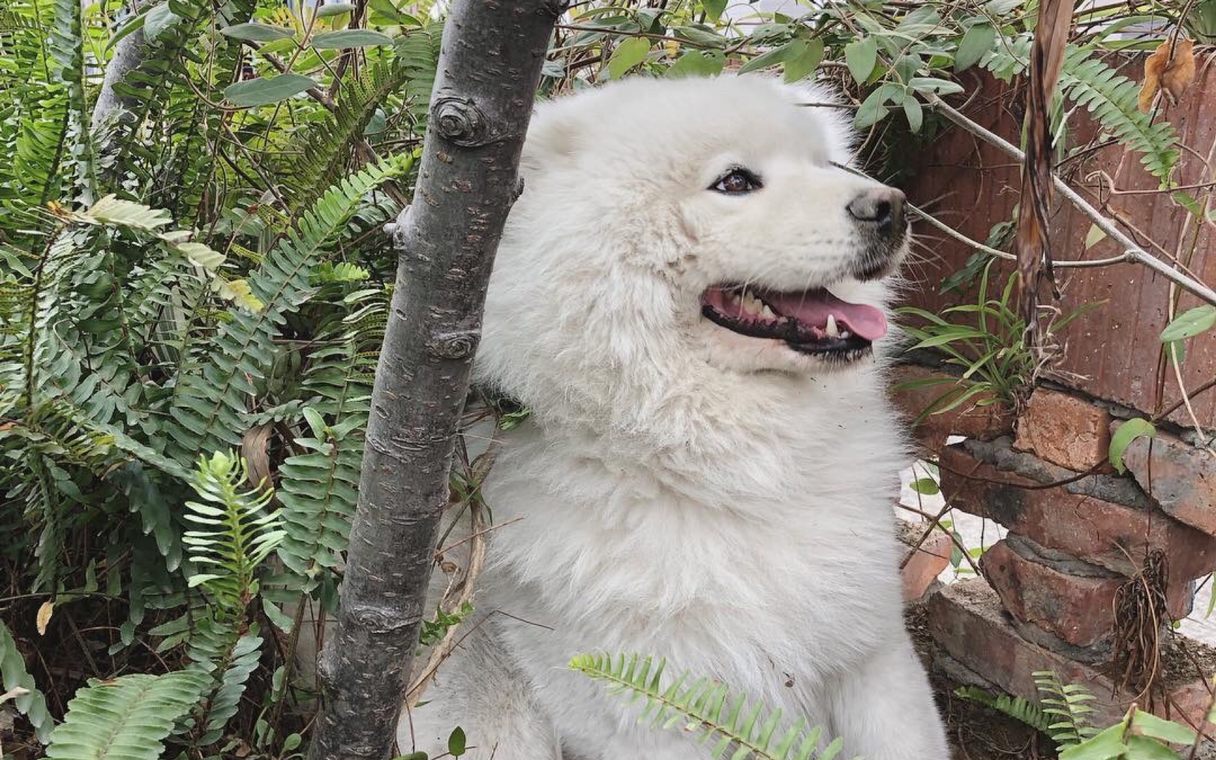 【萨摩耶】萨摩猪白白到底藏了什么宝贝在花坛里?