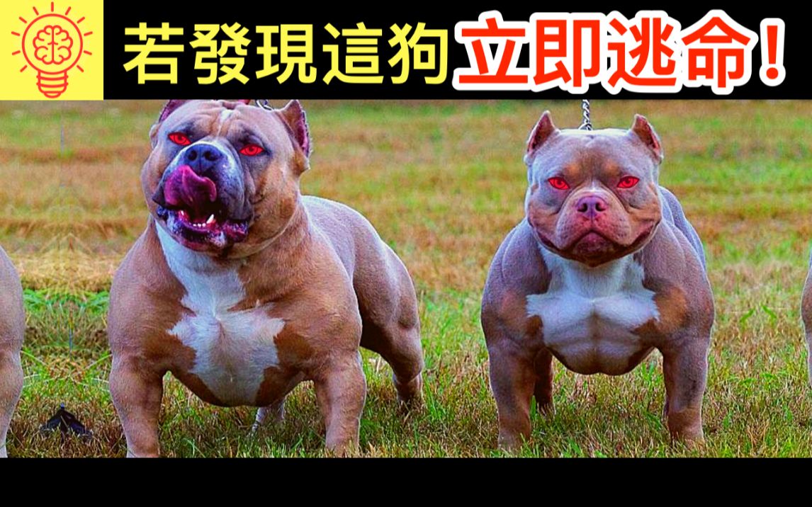 全球禁养专为死斗而生的战斗犬种