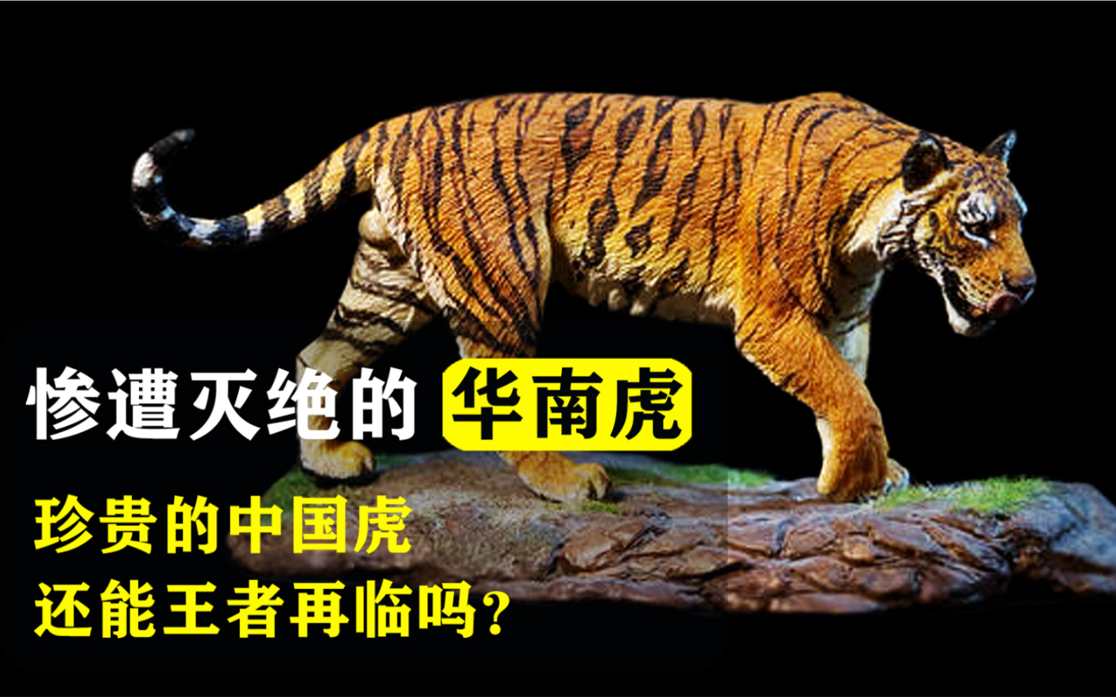 华南虎灭绝了吗图片