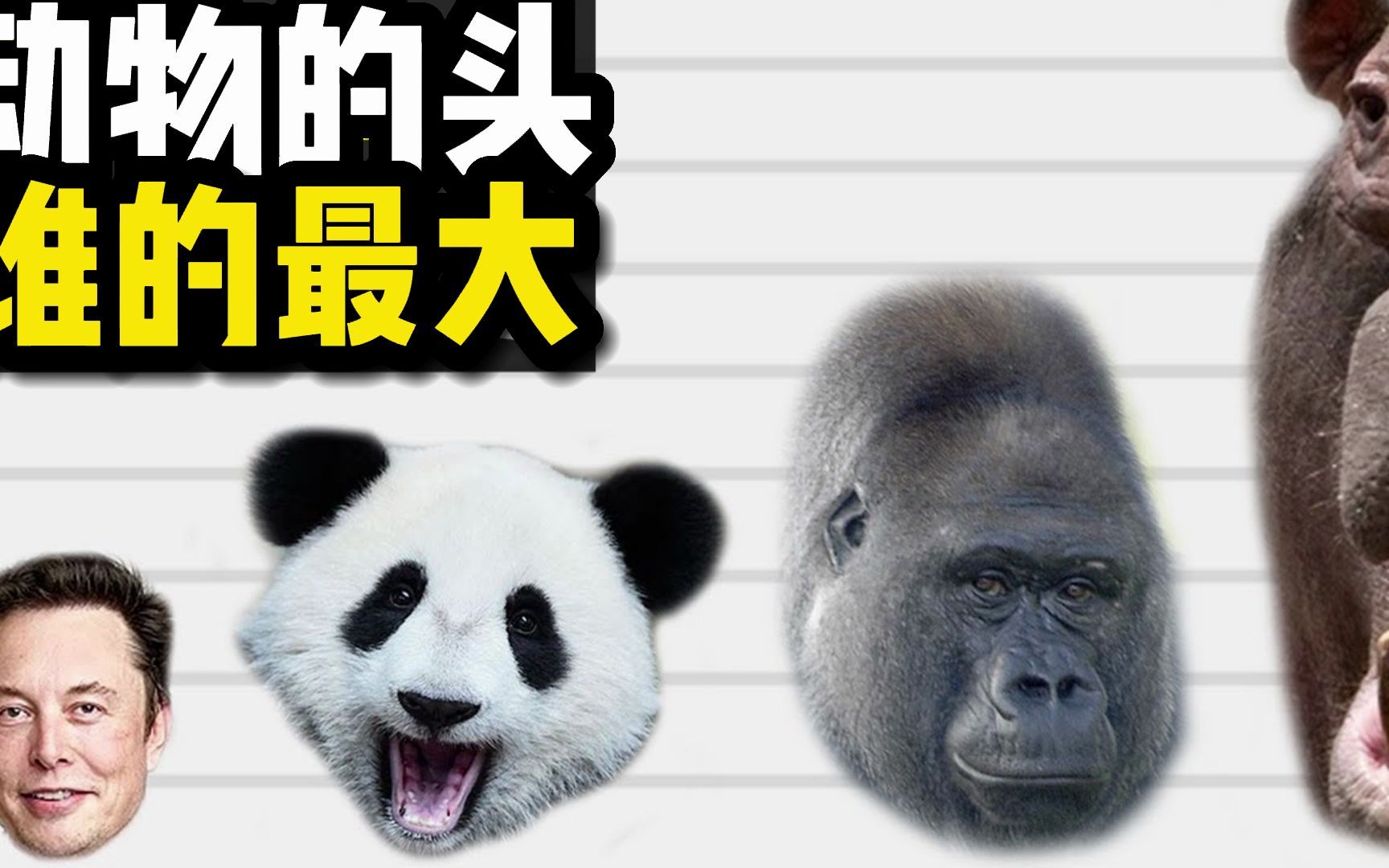 动物的头谁的最大
