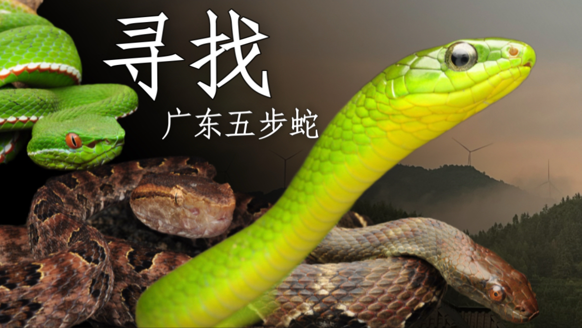 深入九峰山 探寻广东深山中的巨型五步蛇！