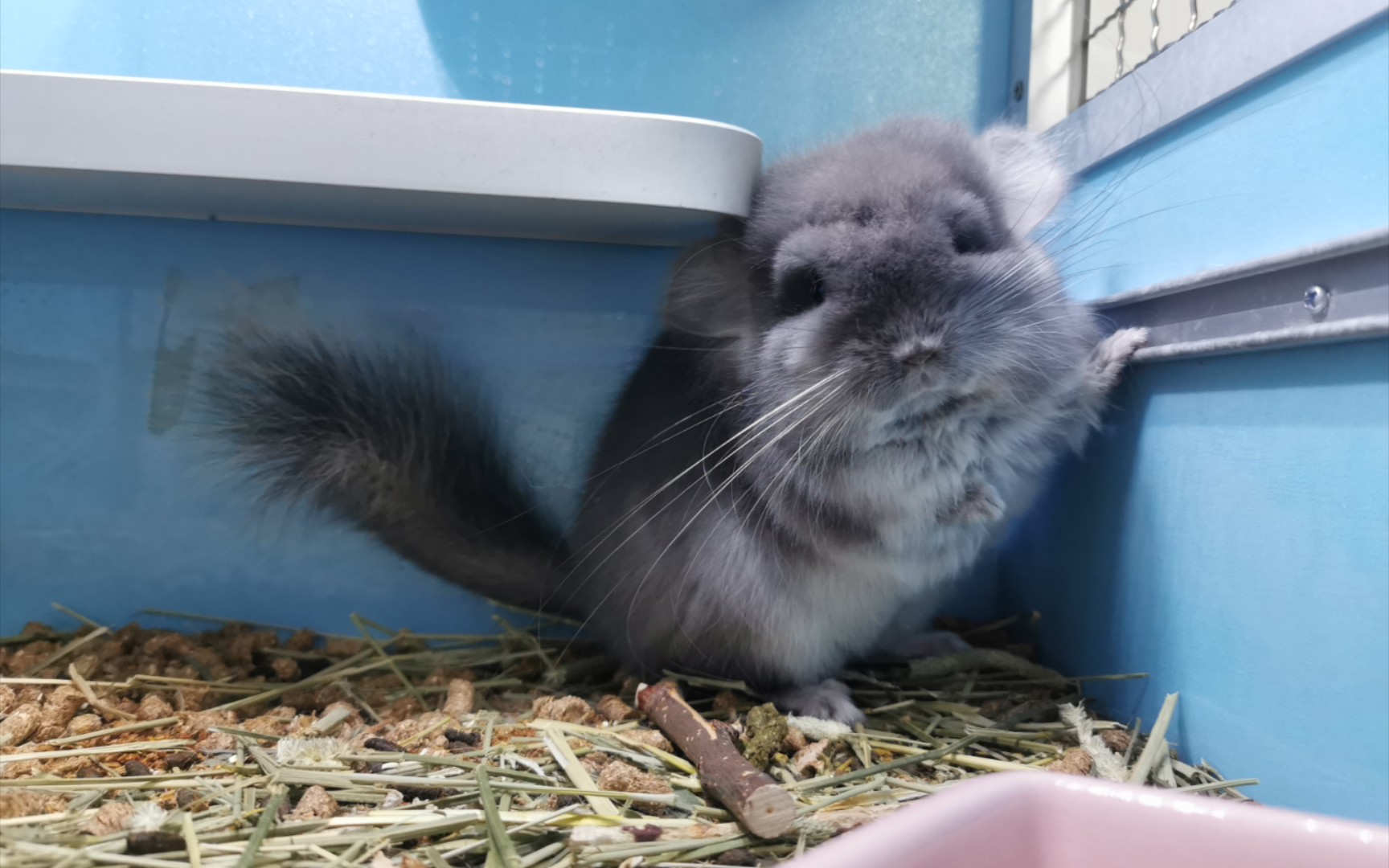 龙猫啊新成员长毛丝绒紫灰妹妹取名菟丝子