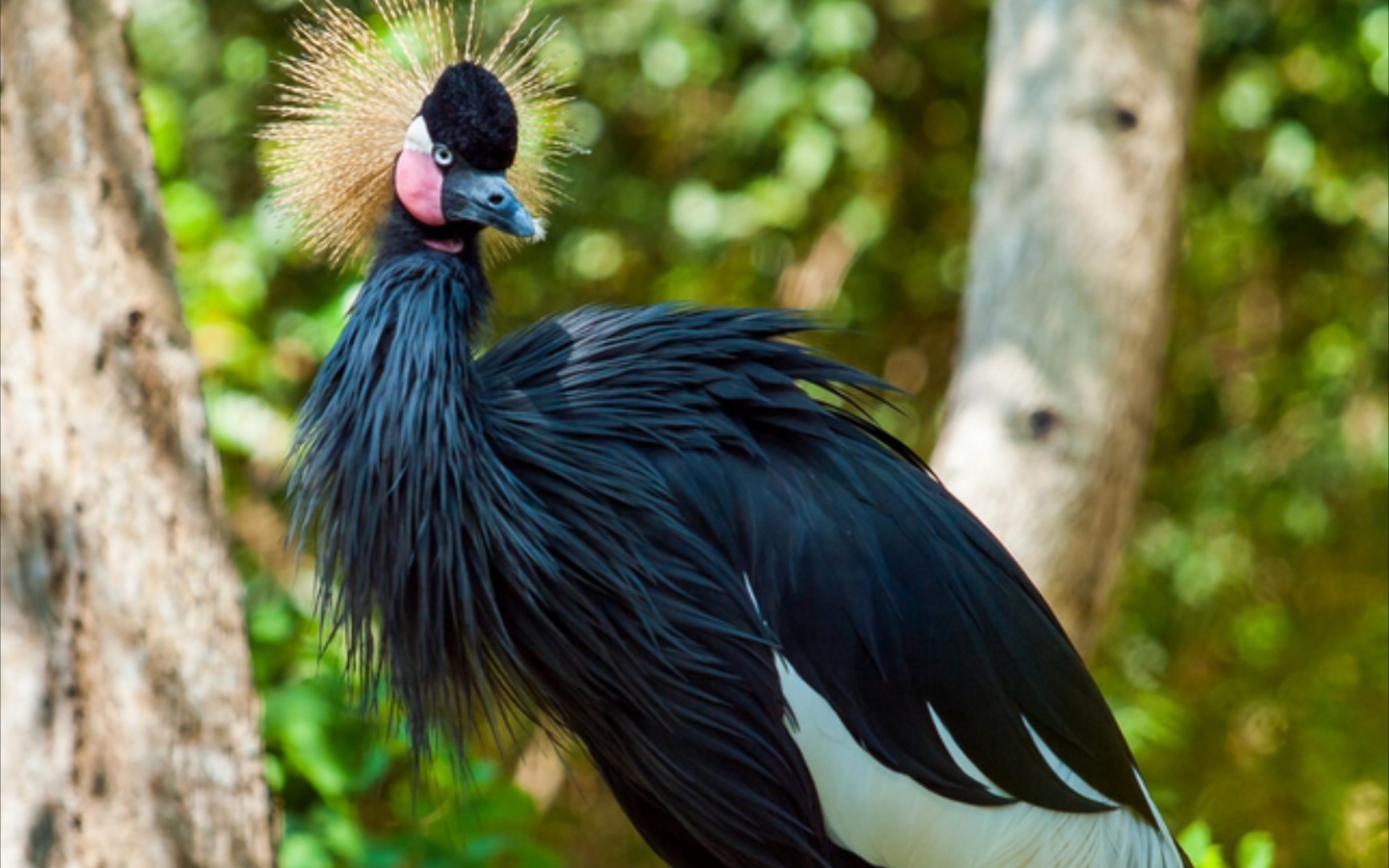 黑冠鹤_哔哩哔哩_bilibili