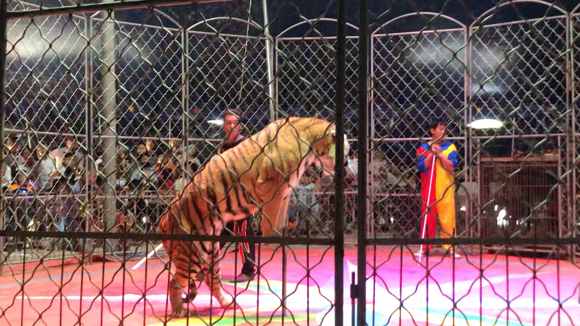 马戏团老虎表演